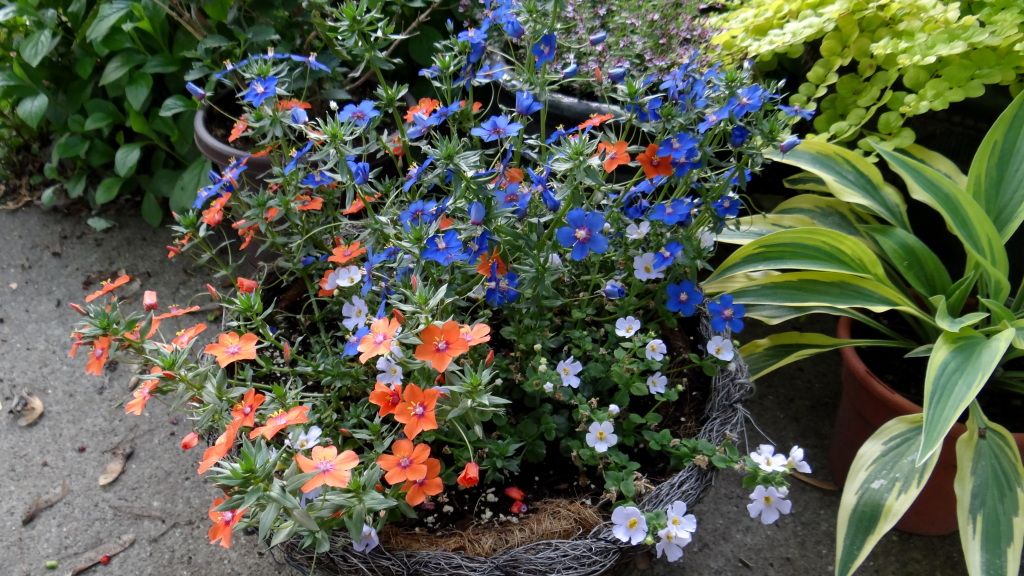 Anagallis and Bacopa 5-20-12